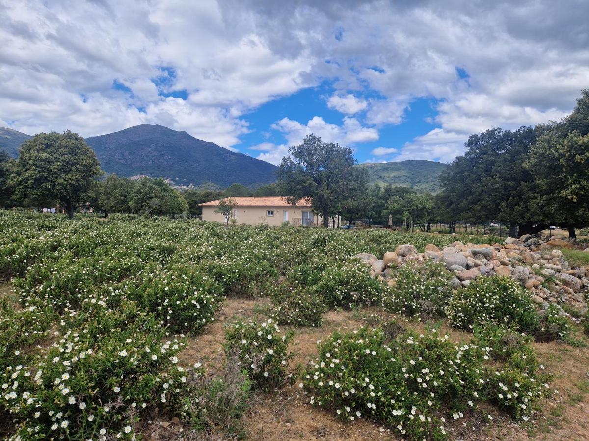 Vila Domaine U Filanciu - Casa Chiara - Centru Di Corsica Moltifao Exteriér fotografie